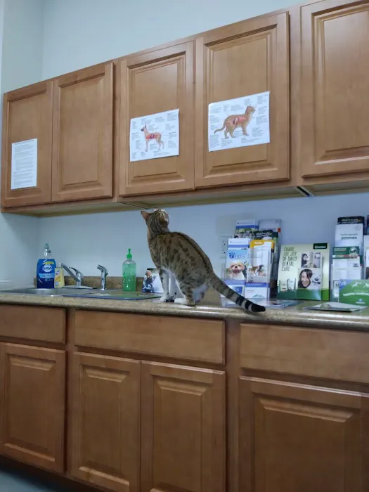 The Spayed Club Veterinary Clinic 6