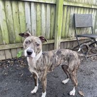 Springfield Veterinary Hospital & Dental Clinic ico