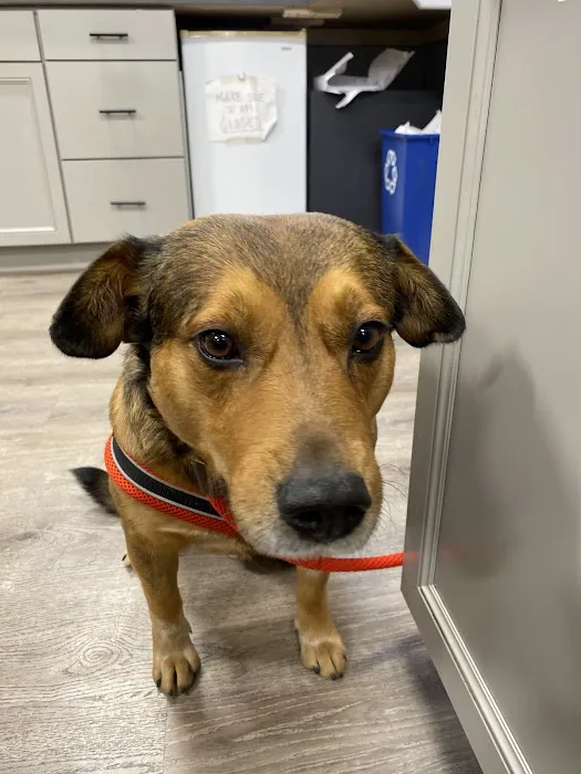 Springfield Veterinary Hospital & Dental Clinic 5