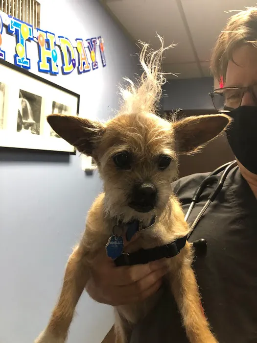 Springfield Veterinary Hospital & Dental Clinic 4