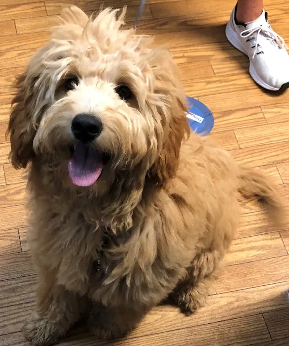 Springfield Veterinary Hospital & Dental Clinic 10