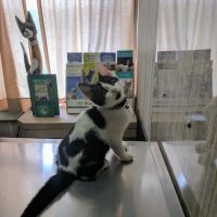 Highland Park Animal Hospital ico