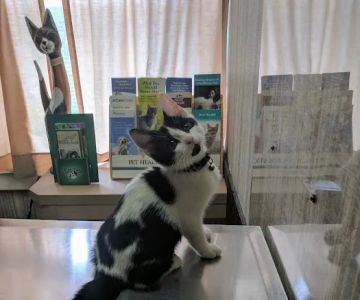 Highland Park Animal Hospital