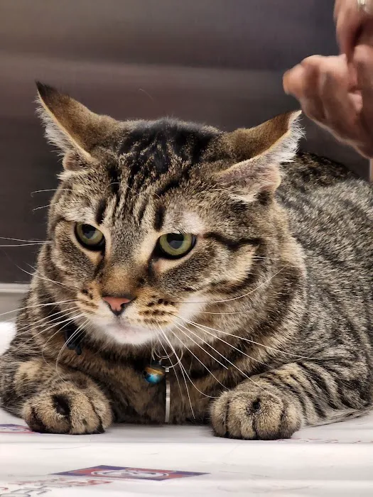 Pet Check Urgent Care 2