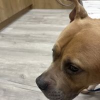Pet Check Urgent Care ico