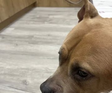 Pet Check Urgent Care