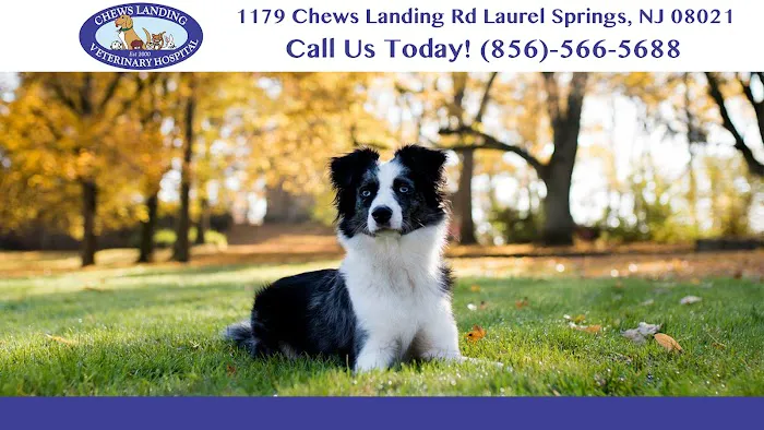 Chews Landing Veterinary Hospital 1
