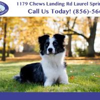 Chews Landing Veterinary Hospital ico