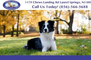 Chews Landing Veterinary Hospital