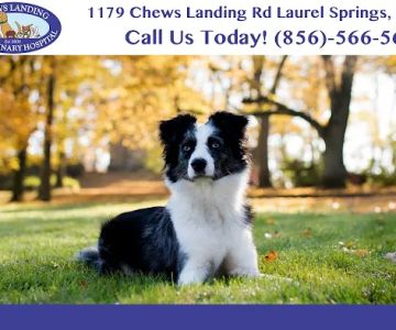 Chews Landing Veterinary Hospital