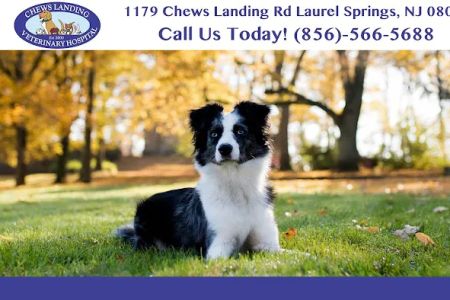 Chews Landing Veterinary Hospital