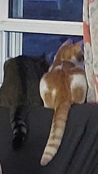 CSTAR Animal Care Spay Our Strays Clinic 12