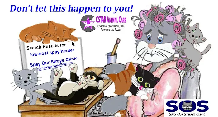 CSTAR Animal Care Spay Our Strays Clinic 12