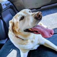 Bywood Animal Hospital ico