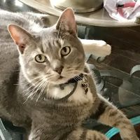 Ardmore Animal Hospital ico