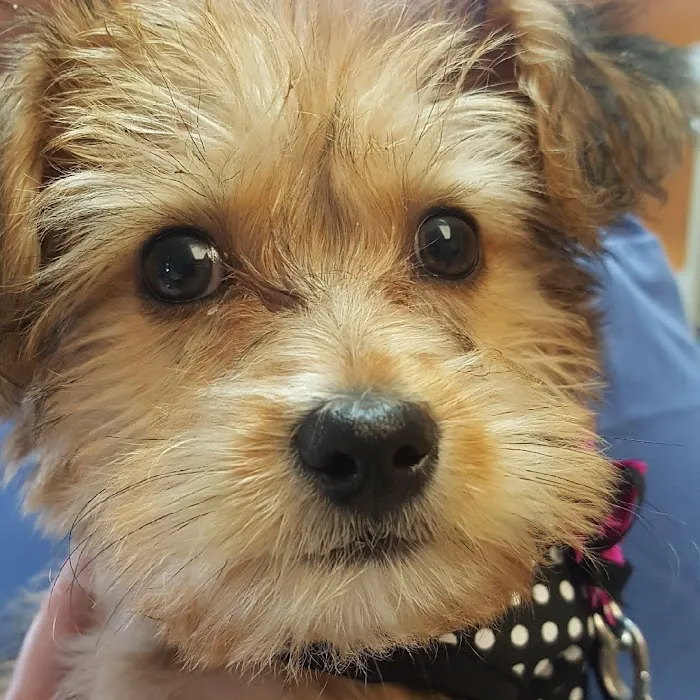 Pets First Veterinary Center 4