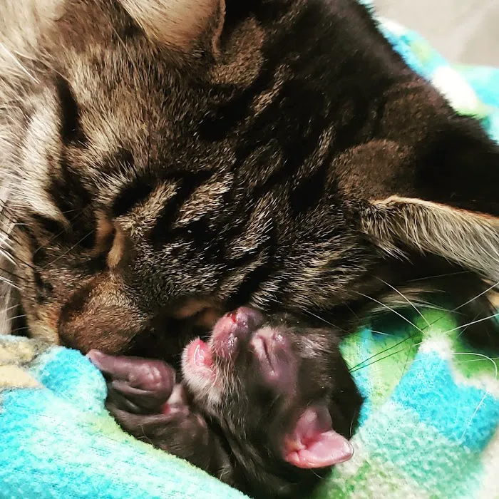 Pets First Veterinary Center 8