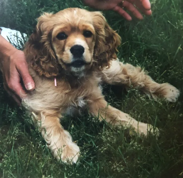 Broomall Animal Hospital 4