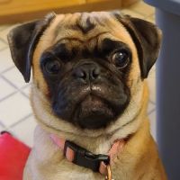 Broomall Animal Hospital ico