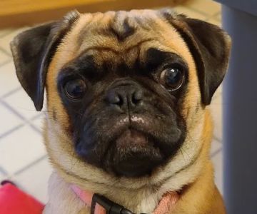 Broomall Animal Hospital
