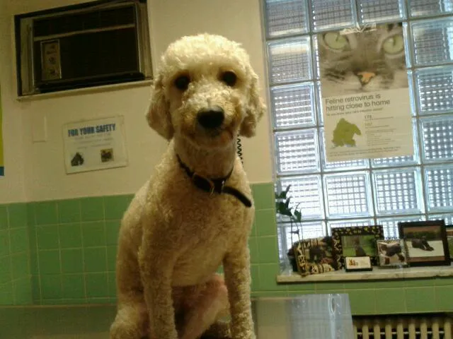 Narberth Animal Hospital 1