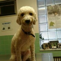 Narberth Animal Hospital ico