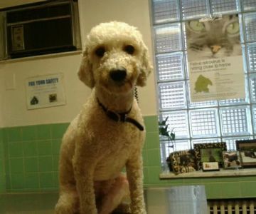 Narberth Animal Hospital