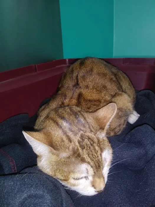 Glenolden Animal Hospital 3