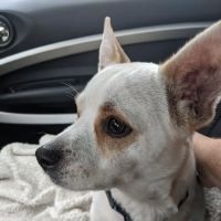 Glenolden Animal Hospital ico