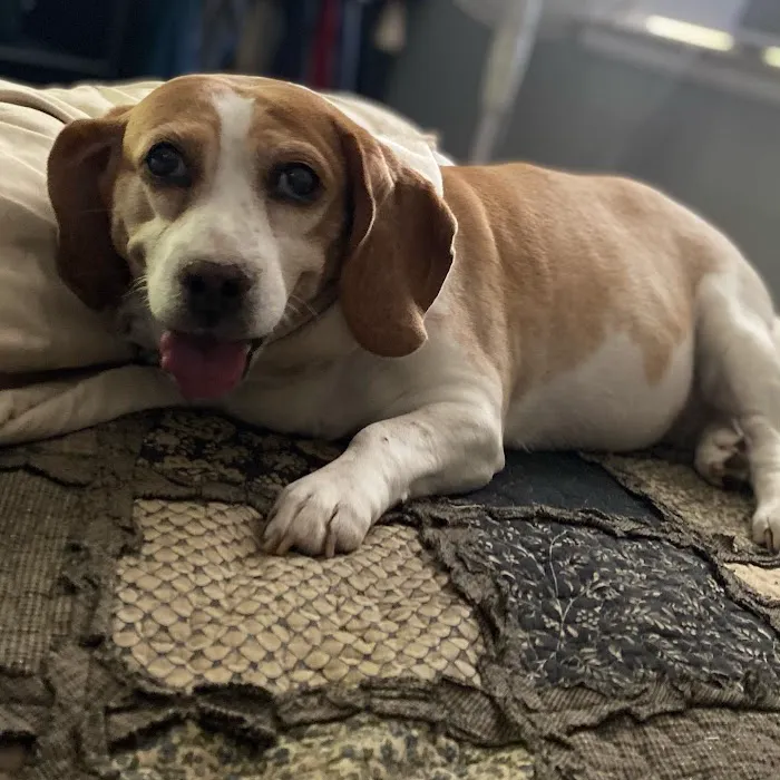 Glenolden Animal Hospital 9