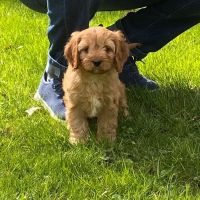 St. George Hunt Memorial Veterinary Hospital ico