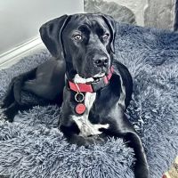 Newtown Square Veterinary Hospital ico