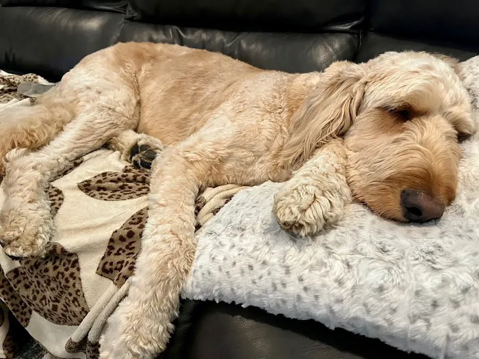 Newtown Square Veterinary Hospital 2