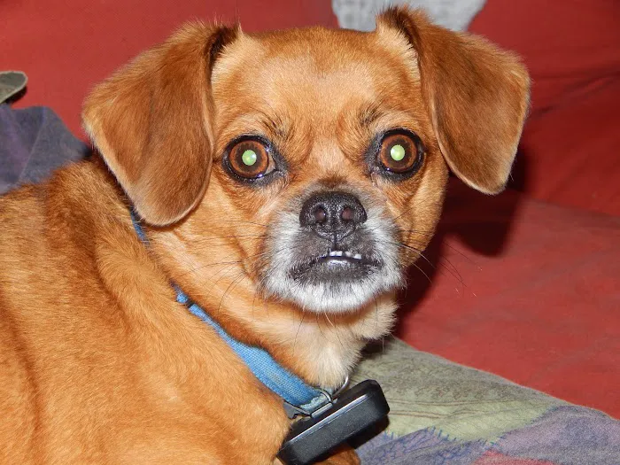 Newtown Square Veterinary Hospital 6
