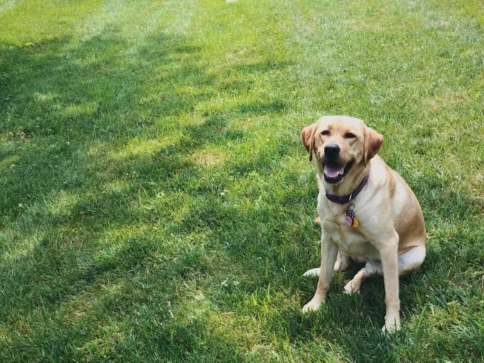 Gladwyne Animal Hospital 3