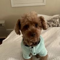 Gladwyne Animal Hospital ico