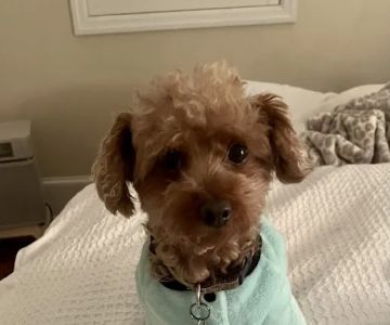 Gladwyne Animal Hospital