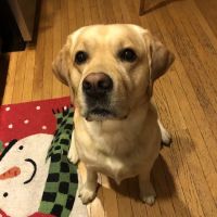 Hickory Veterinary and Specialty Hospital ico