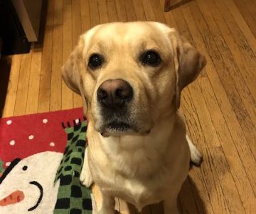 Hickory Veterinary and Specialty Hospital