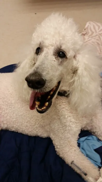 Hickory Veterinary and Specialty Hospital 9