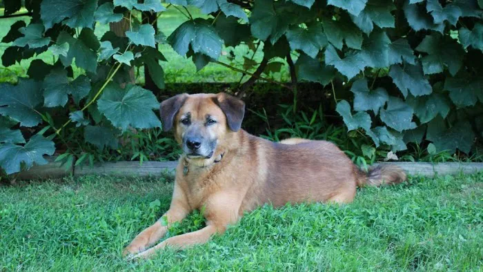 Villanova Veterinary Hospital 1