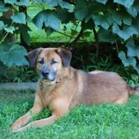 Villanova Veterinary Hospital ico