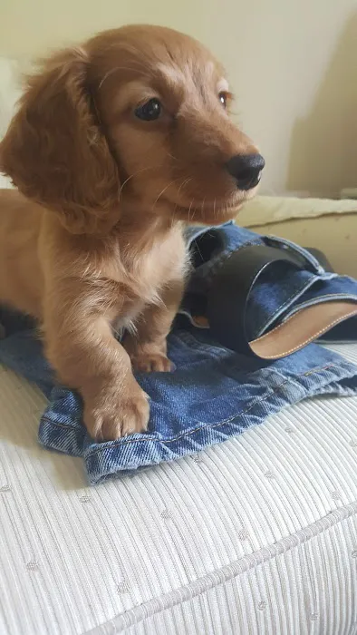 Villanova Veterinary Hospital 2