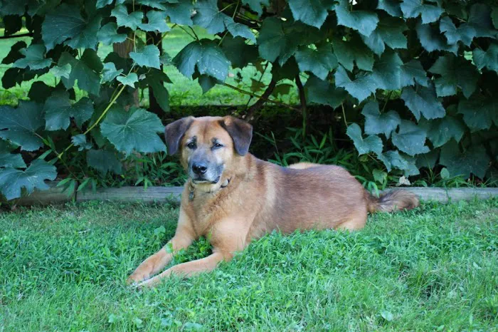 Villanova Veterinary Hospital 3
