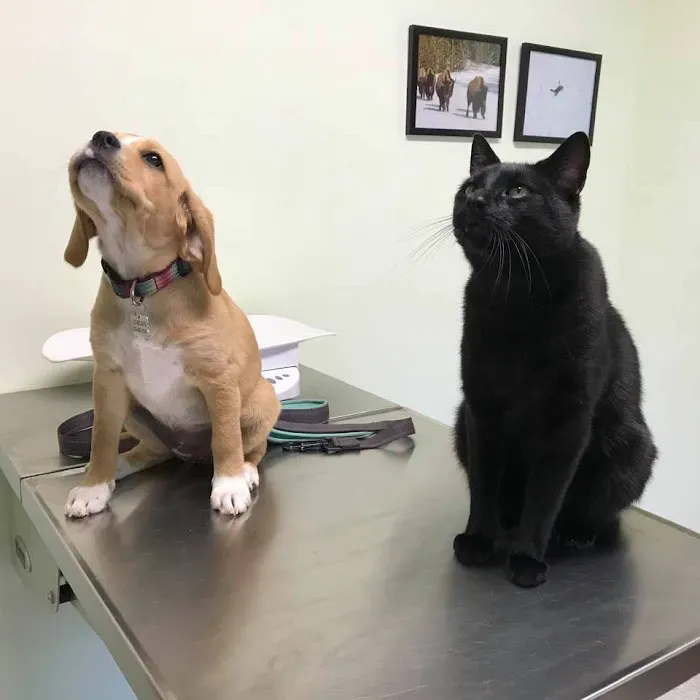 Villanova Veterinary Hospital 8