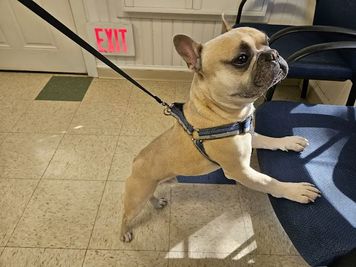 Villanova Veterinary Hospital 7