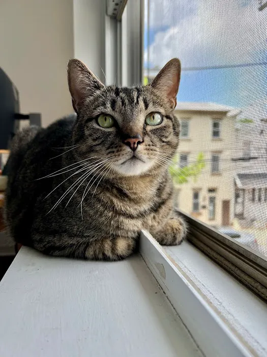 Providence Veterinary Hospital, Chester PA 5