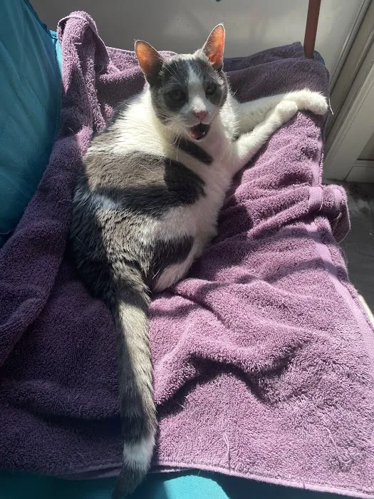 Providence Veterinary Hospital, Chester PA 6