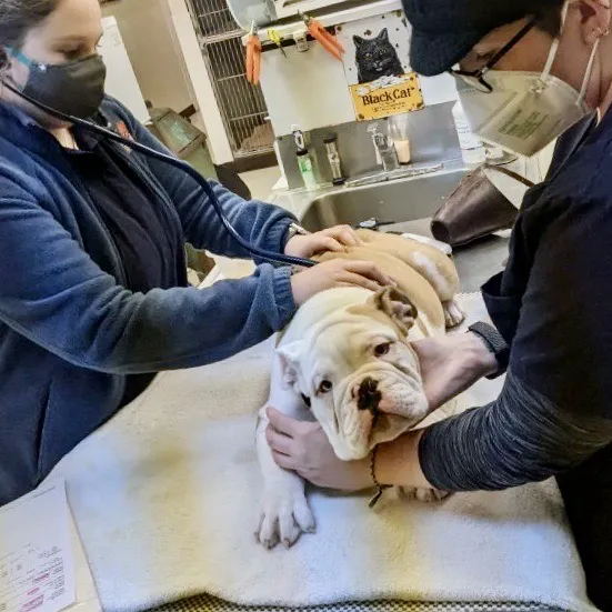 Paoli Vetcare | Main Line Vet & Animal Hospital 7