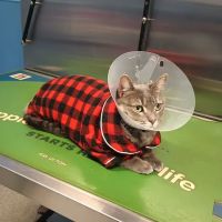 Elkins Park Veterinary Hospital ico